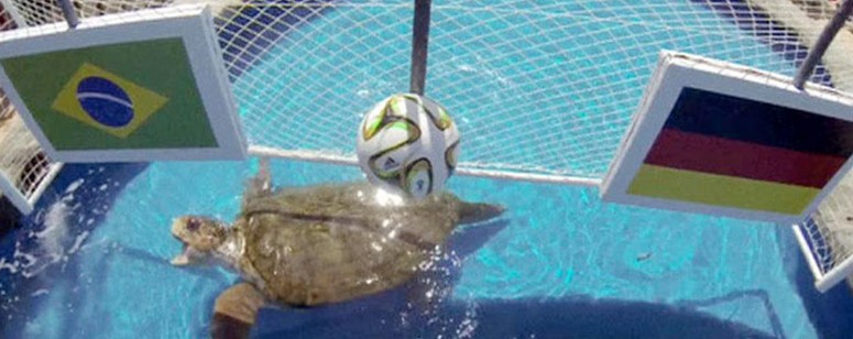 Prediksi Bola Dari Binatang Yang Pernah Viral Di Dunia  