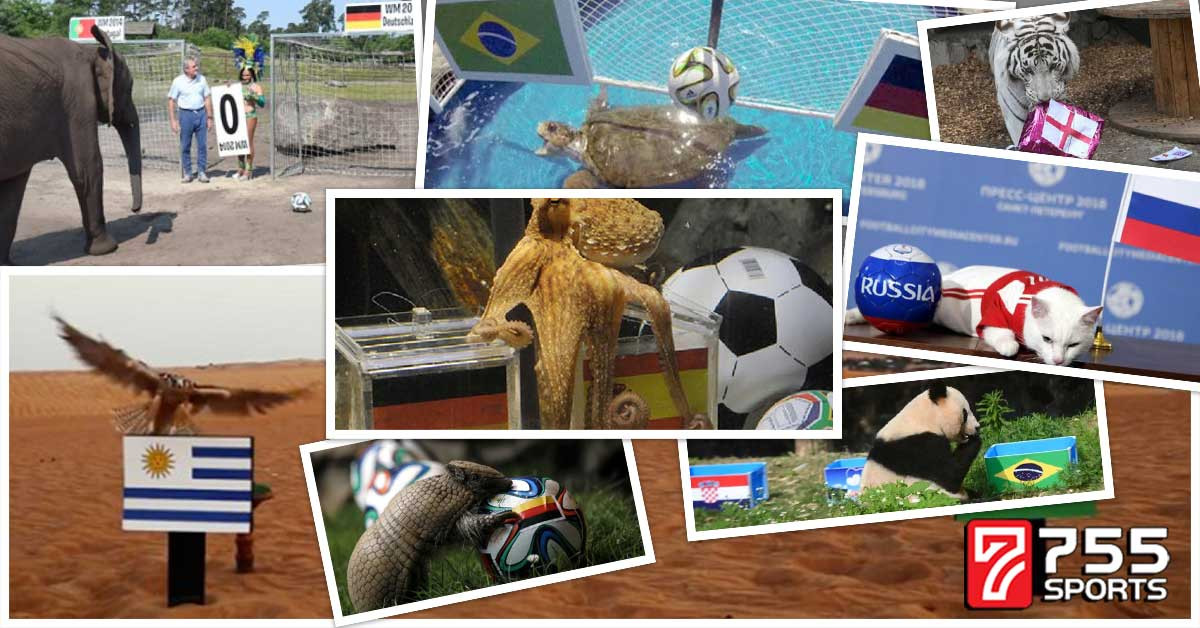 Prediksi Bola Dari Binatang Yang Pernah Viral Di Dunia